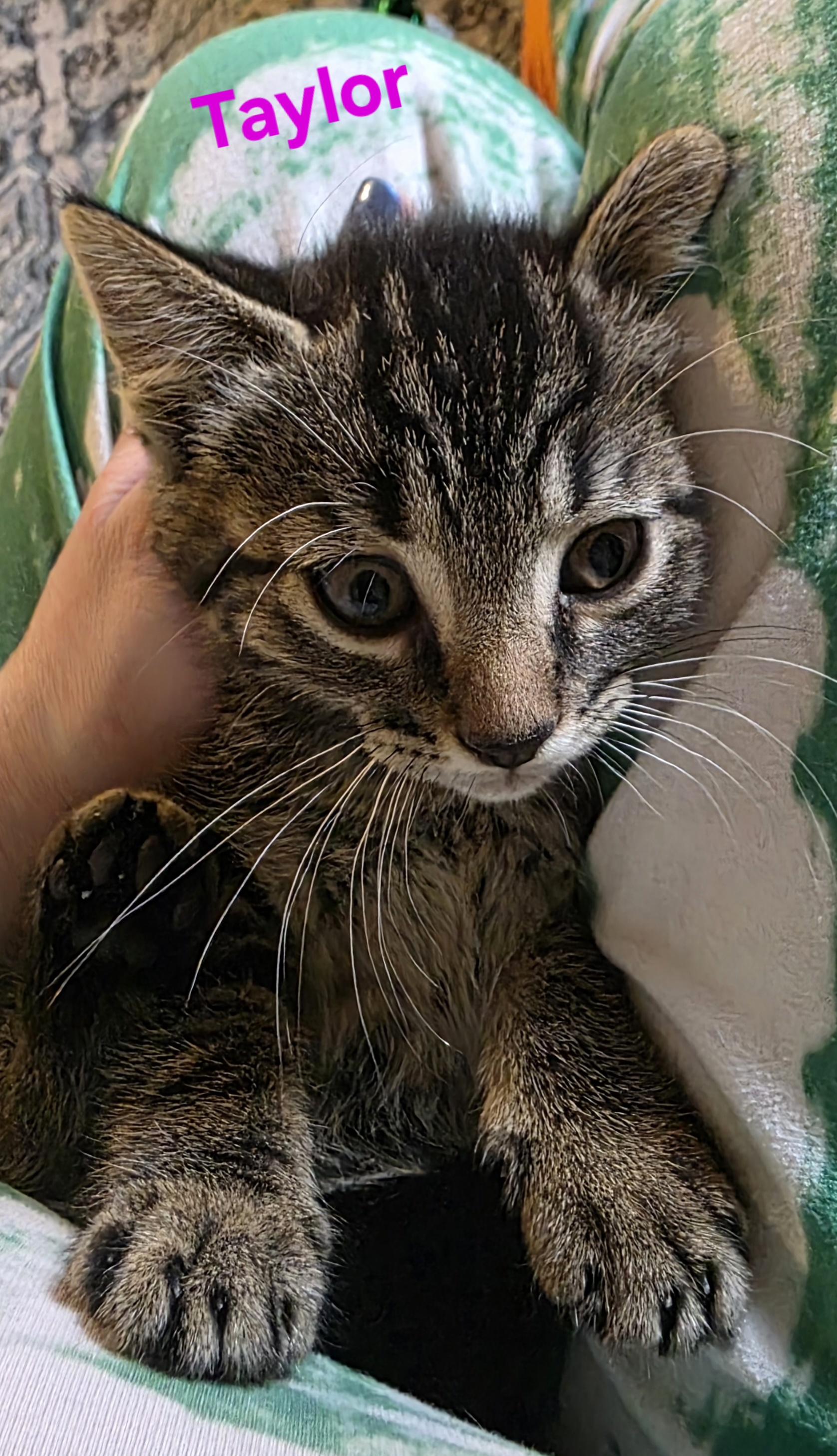 Taylor, a ADOPTABLE Domestic Short Hair in Jamesville, NY image 3/5