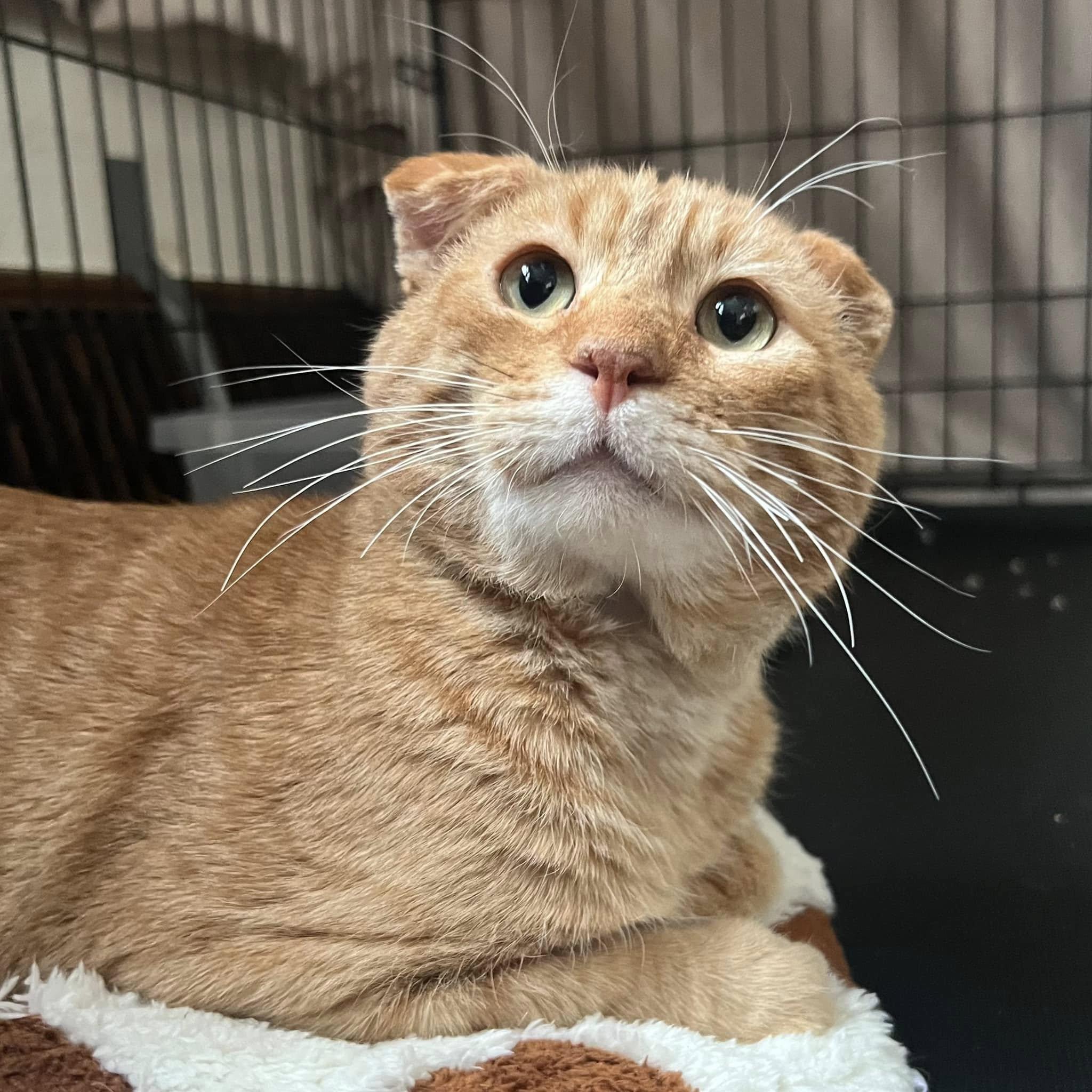 Leo, Adopted, Adult Male Domestic Short Hair.