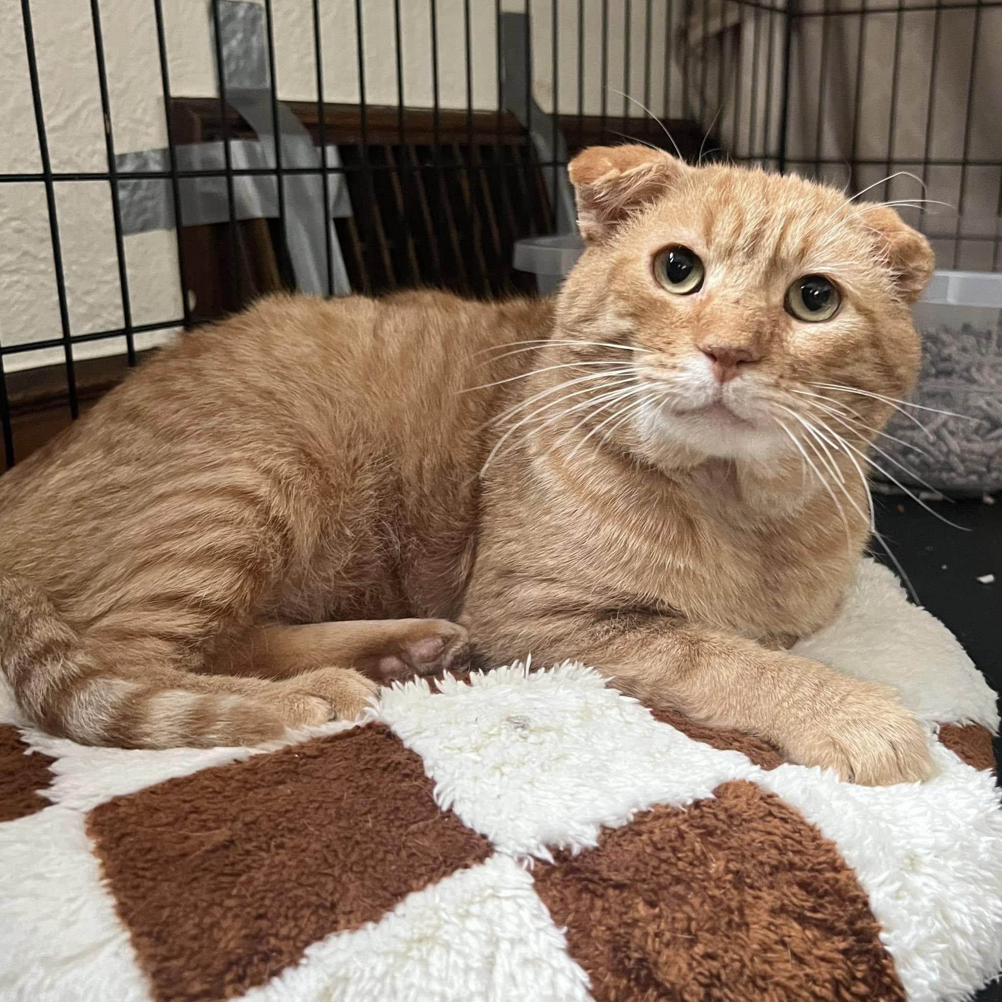 Enlarge Leo, a Adopted Domestic Short Hair in Milwaukee, WI image 2/2