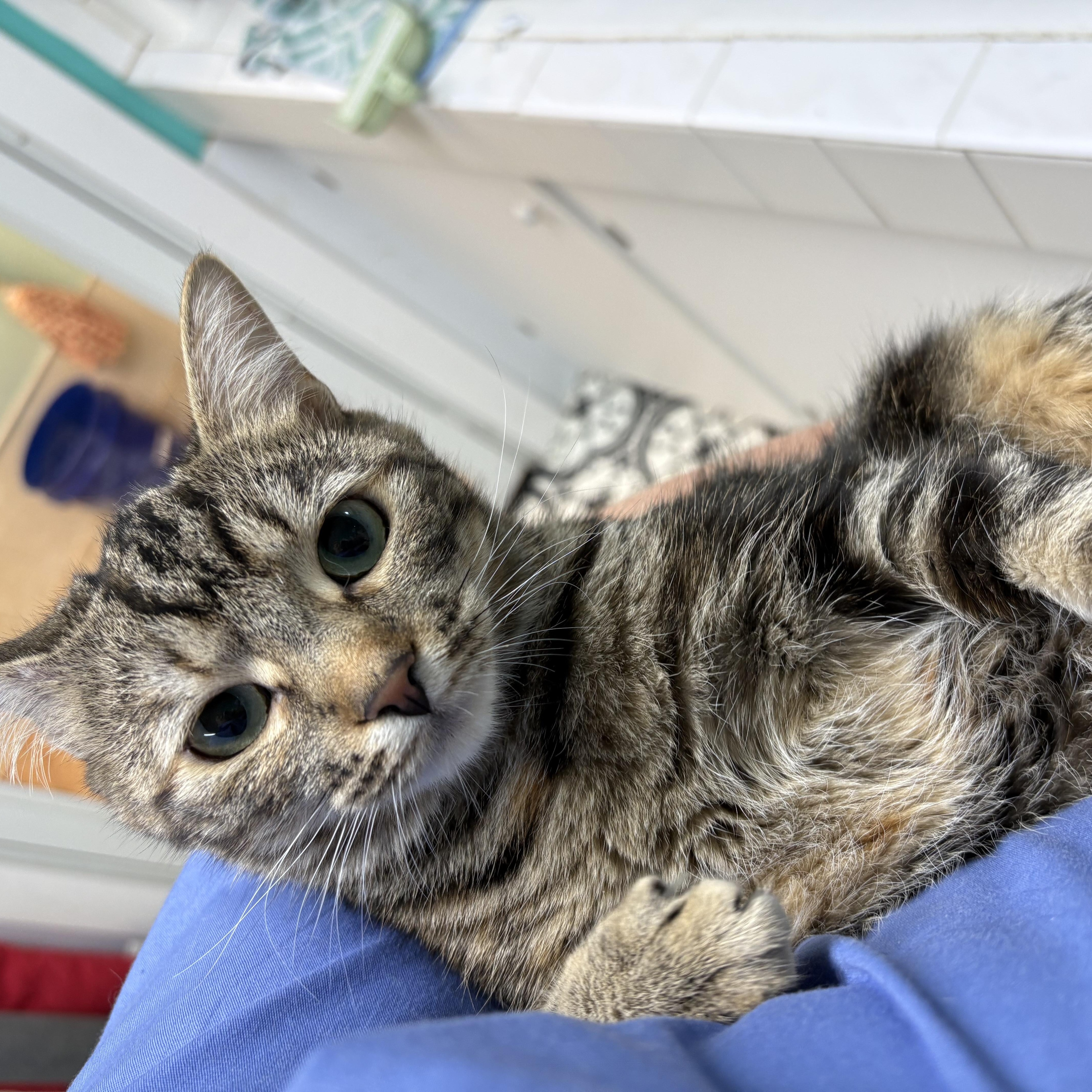 Beanie, Adoptable, Adult Female Domestic Short Hair.