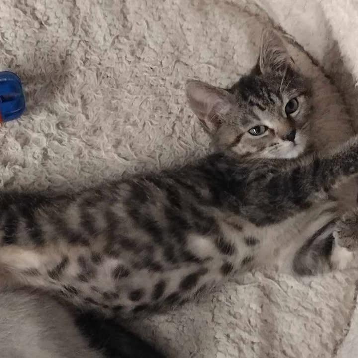 Ellie, Adoptable, Kitten Female Domestic Short Hair.