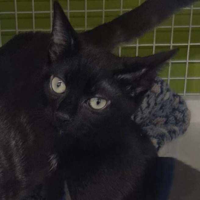 Charcoal, Adoptable, Kitten Male Domestic Short Hair.