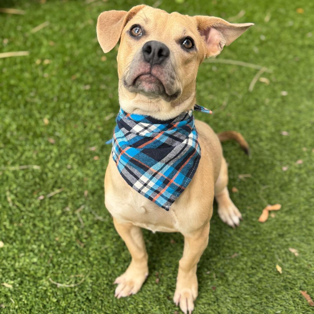 Enlarge Copper, a Adoptable mixed breed in Turlock, CA image 1/6