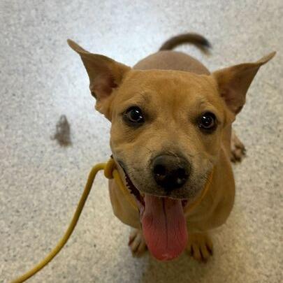 Enlarge Copper, a Adoptable mixed breed in Turlock, CA image 2/6