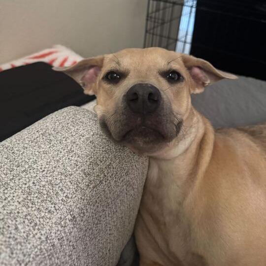 Enlarge Copper, a Adoptable mixed breed in Turlock, CA image 3/6