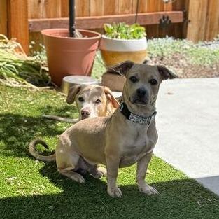 Enlarge Copper, a Adoptable mixed breed in Turlock, CA image 4/6