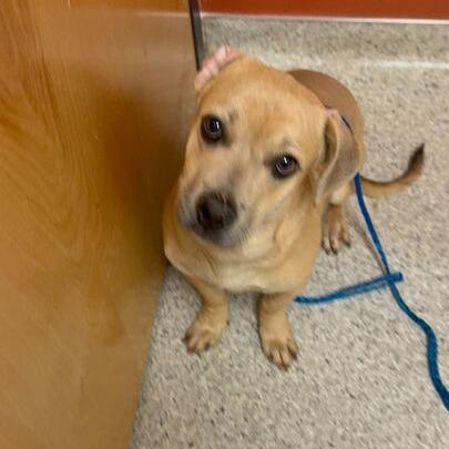 Enlarge Copper, a Adoptable mixed breed in Turlock, CA image 5/6