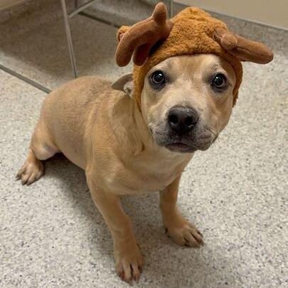 Enlarge Copper, a Adoptable mixed breed in Turlock, CA image 6/6