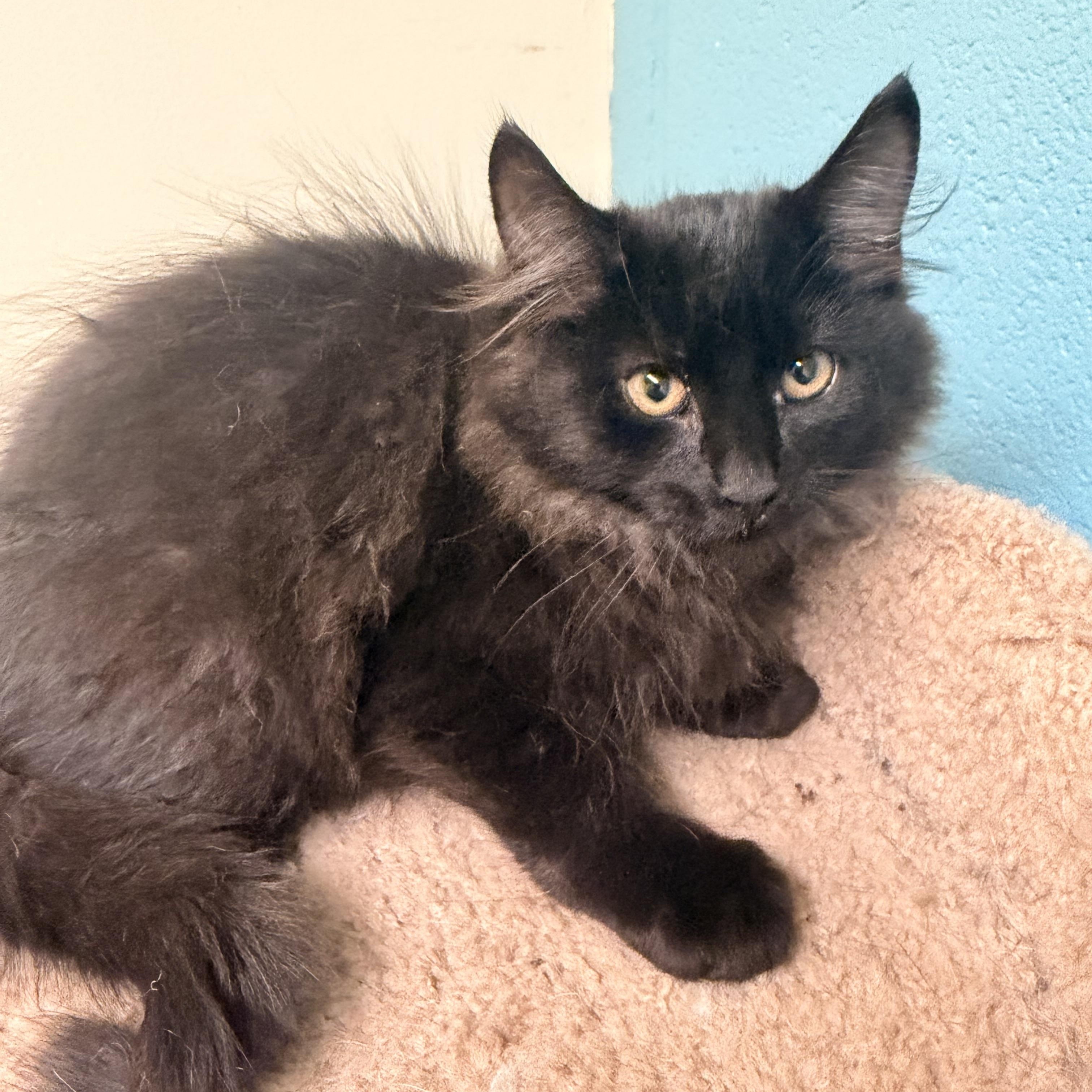 Enlarge Freddy, a Adoptable mixed breed in Gladstone, MO image 1/1