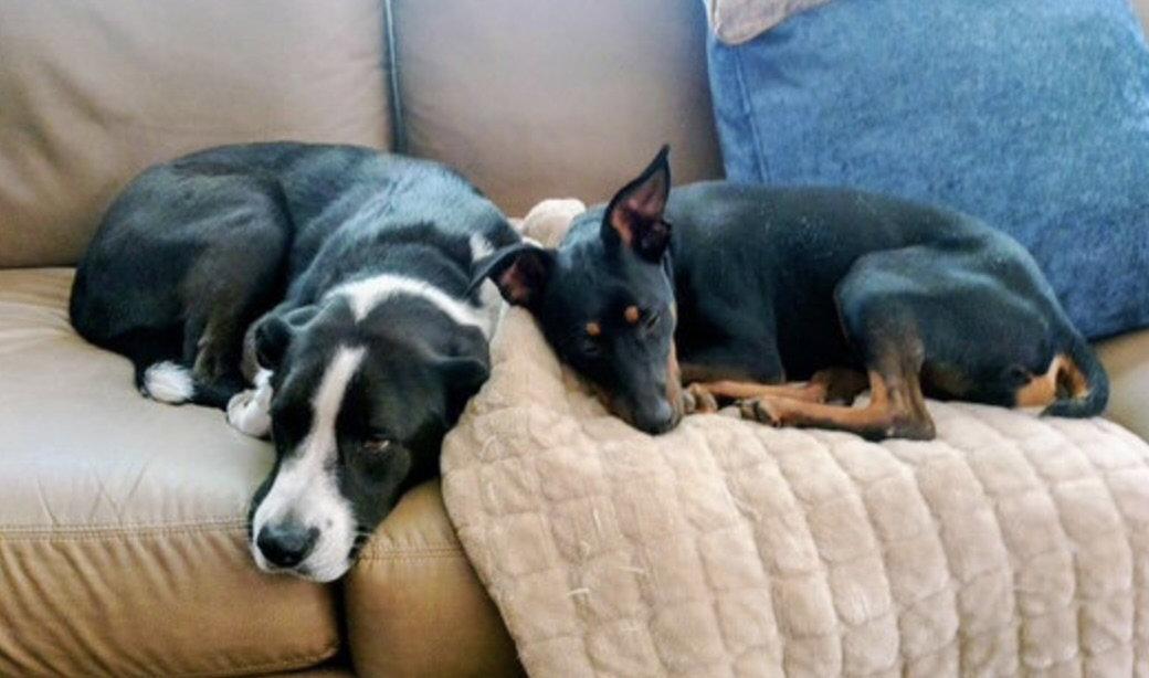 Tank, Adopted, Adult Male Miniature Pinscher & Terrier.