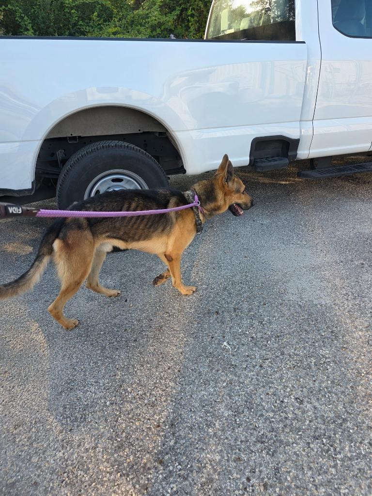 Enlarge Steven Tyler, a Adoptable German Shepherd Dog in Rockport, TX image 1/5