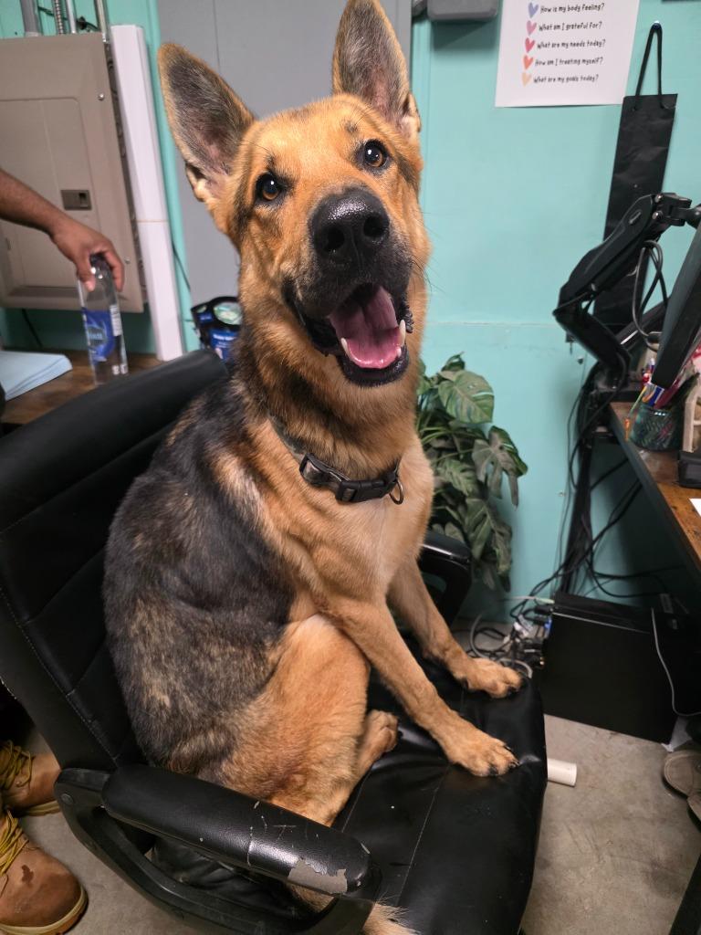 Enlarge Steven Tyler, a Adoptable German Shepherd Dog in Rockport, TX image 4/5