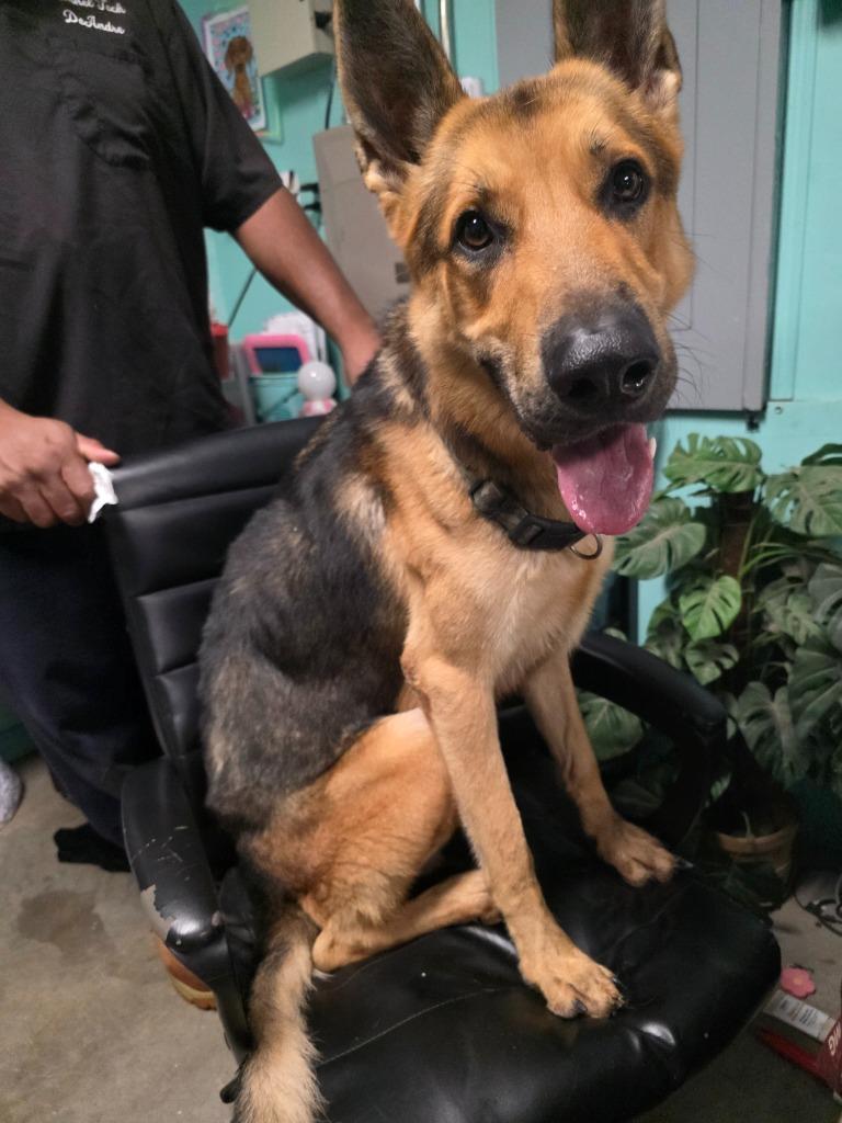 Enlarge Steven Tyler, a Adoptable German Shepherd Dog in Rockport, TX image 5/5