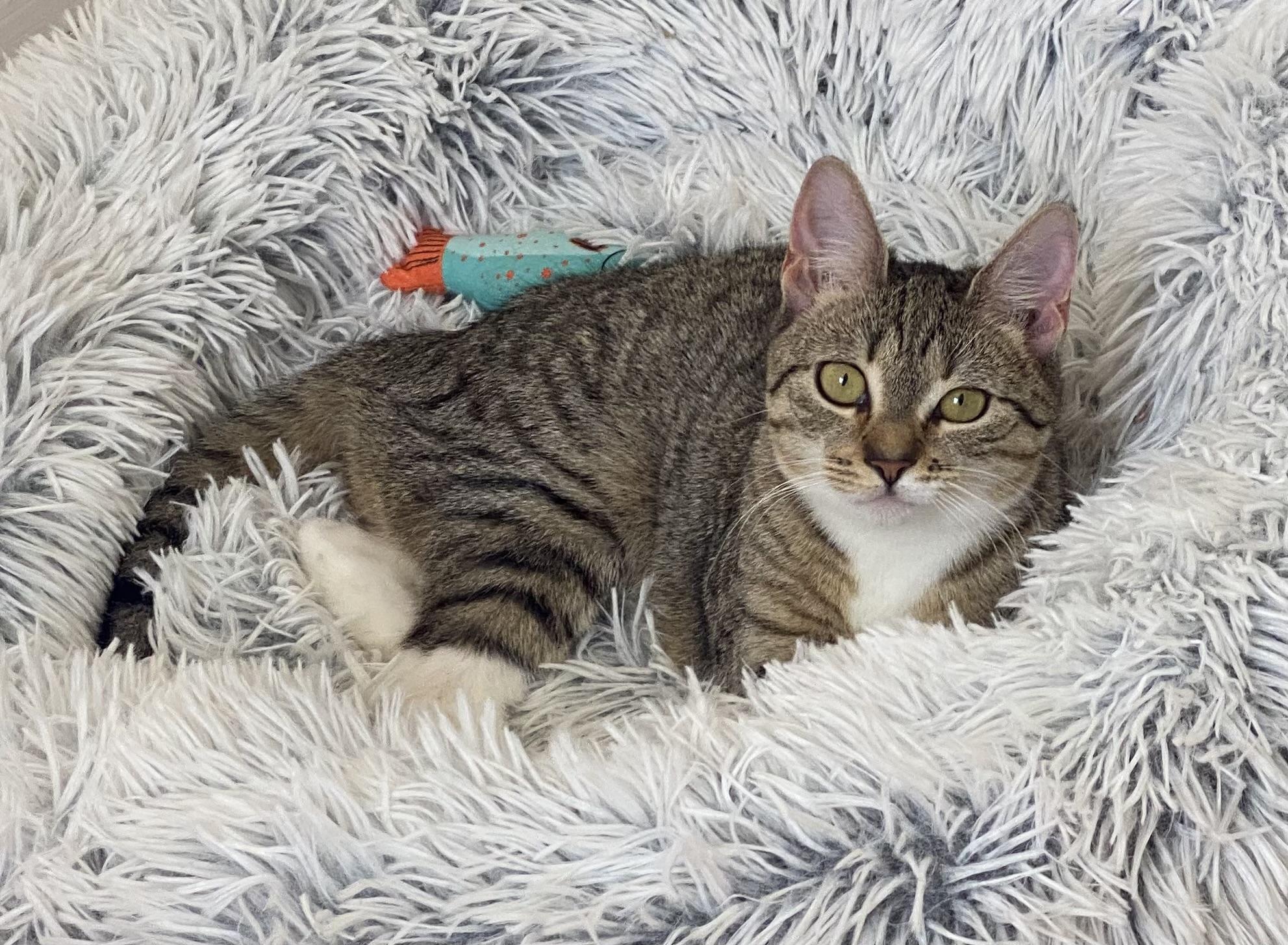 Janine, Adoptable, Kitten Female Domestic Short Hair.