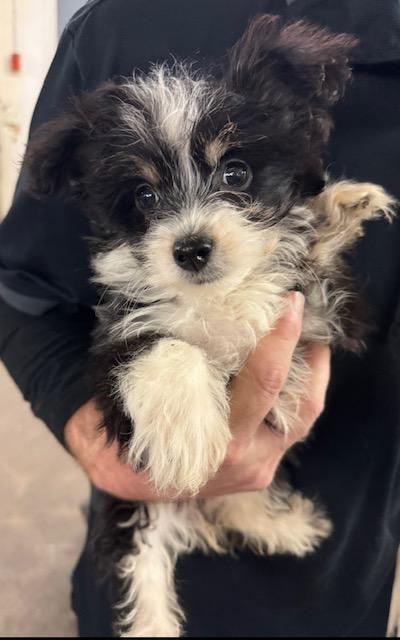 Bubbles , ADOPTABLE, Puppy Female Yorkshire Terrier & Chihuahua.