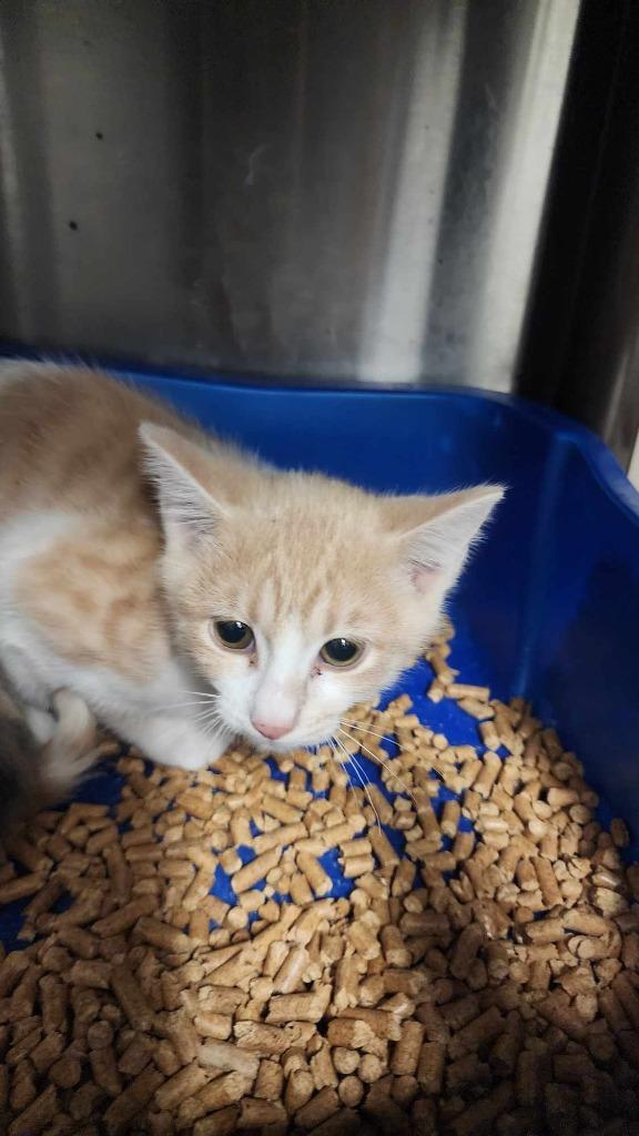 Taco, Adoptable, Young Male Domestic Short Hair.