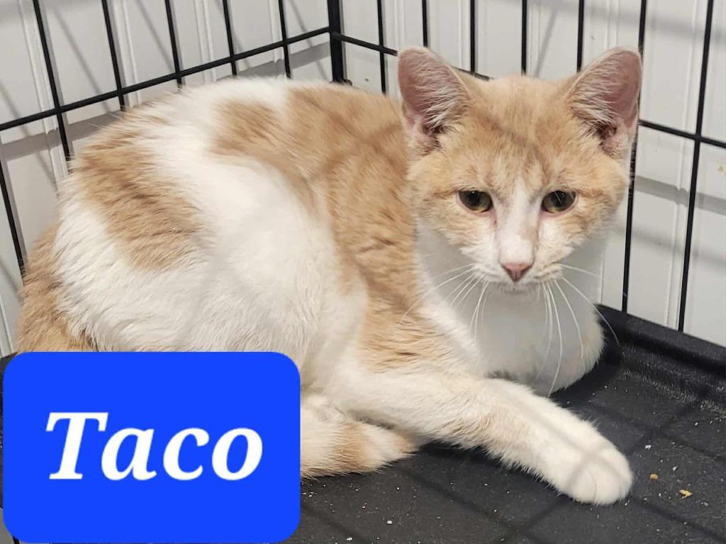 Enlarge Taco, a Adoptable mixed breed in Republic, MO image 2/2