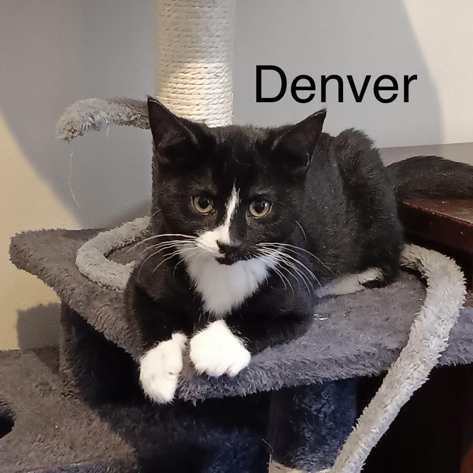 Enlarge Denver, a Adoptable Domestic Medium Hair in Menasha, WI image 1/1