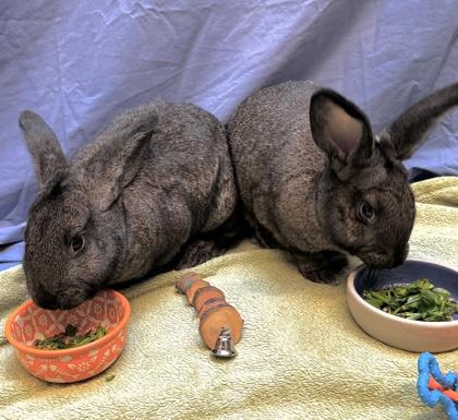 Enlarge Trix, a Adoptable American in Seattle, WA image 1/3