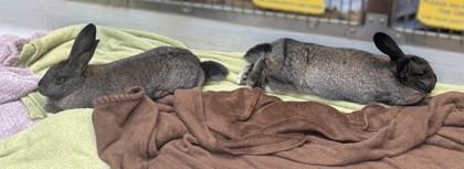 Trix, Adoptable, Young Female American.