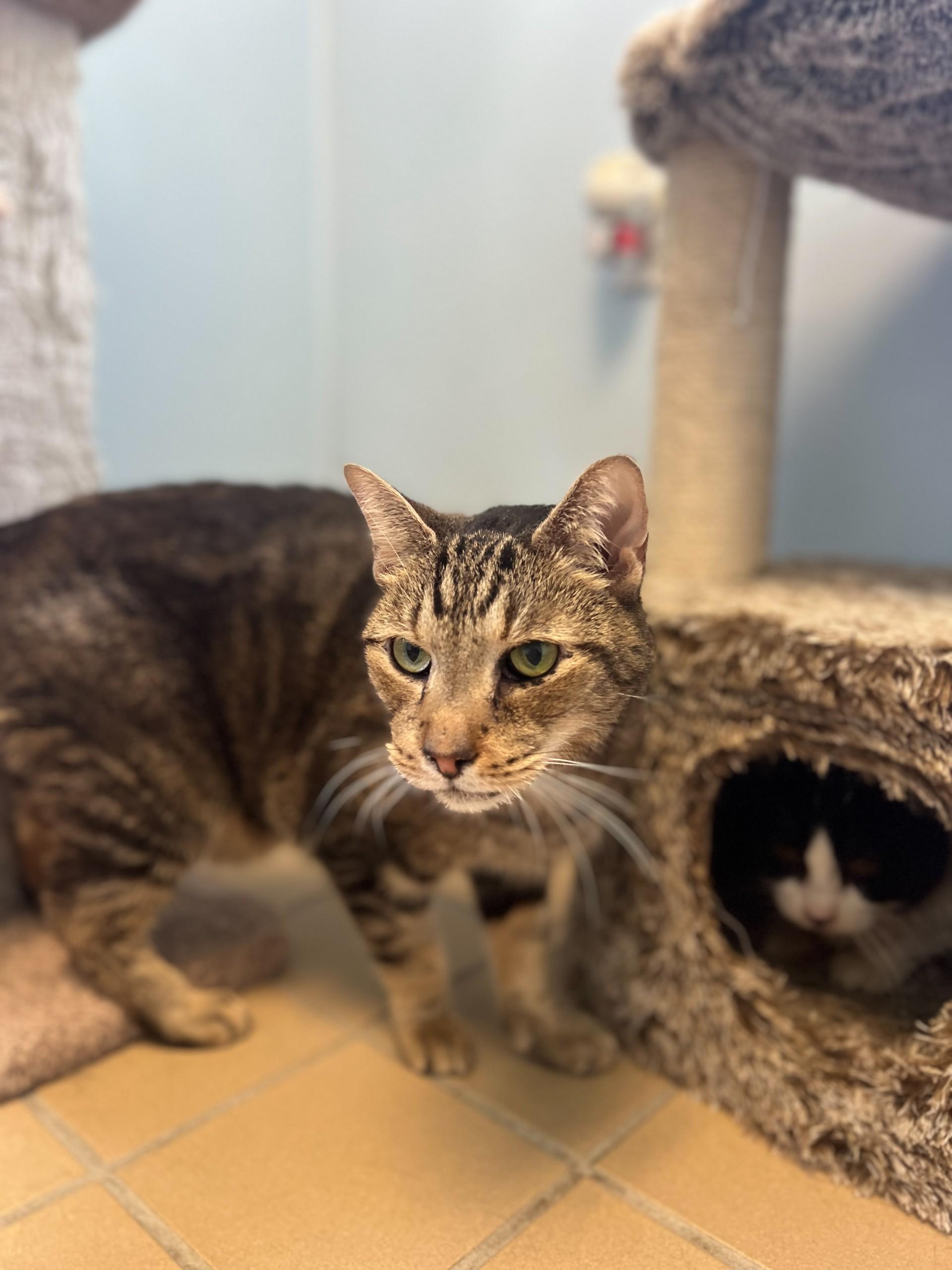 Kitty, an adopted Domestic Short Hair in Norwich, NY image 2/3