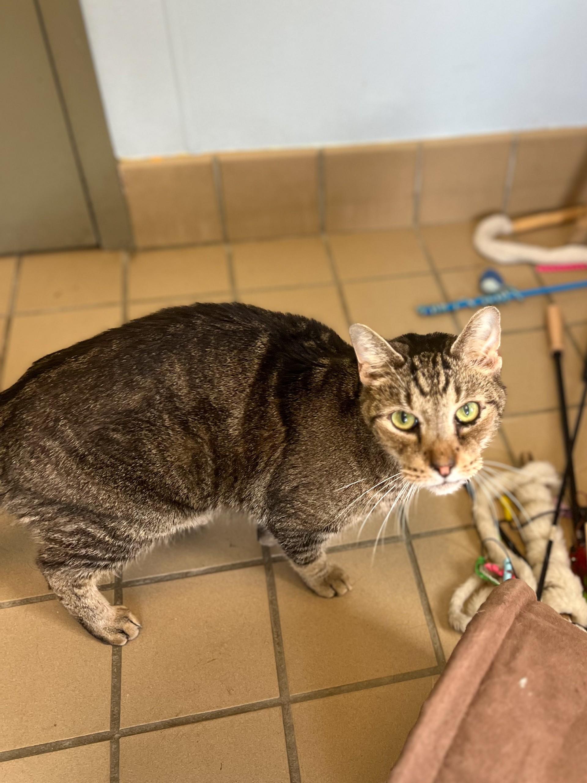 Kitty, an adopted Domestic Short Hair in Norwich, NY image 1/3