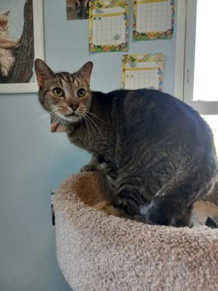 Kitty, an adopted Domestic Short Hair in Norwich, NY image 3/3