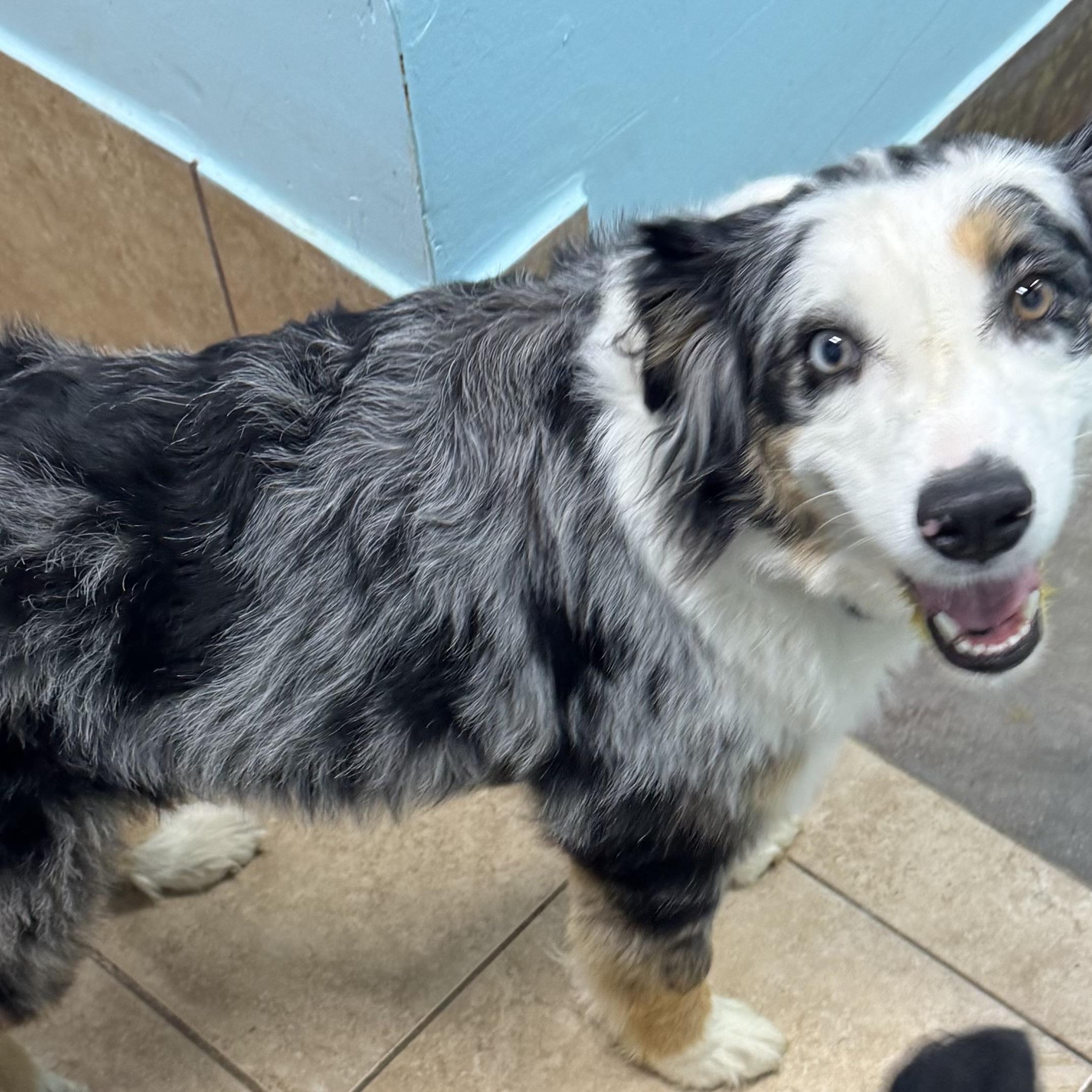 Enlarge Sugar, a ADOPTABLE Australian Shepherd in Louisburg, KS image 2/6