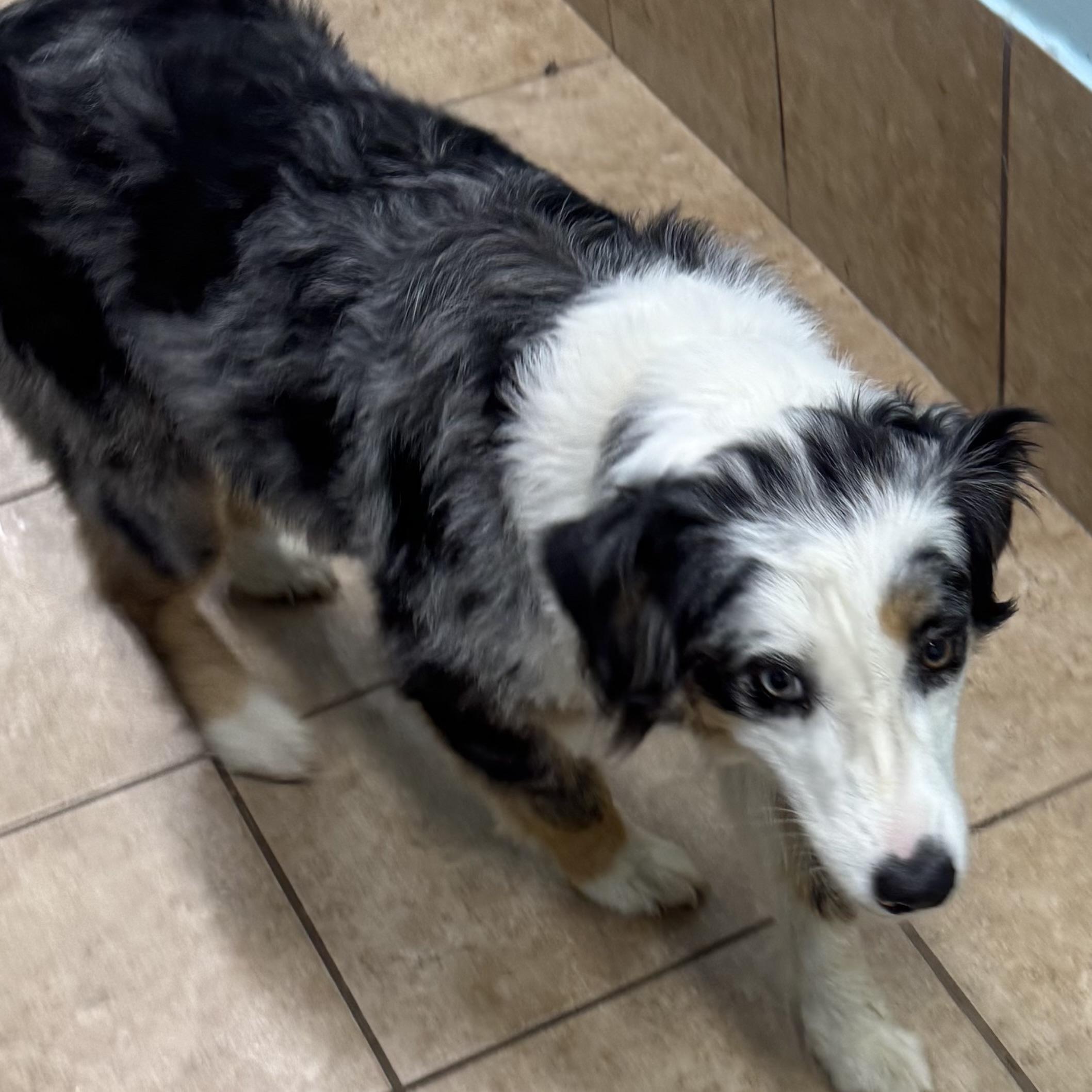 Enlarge Sugar, a ADOPTABLE Australian Shepherd in Louisburg, KS image 5/6