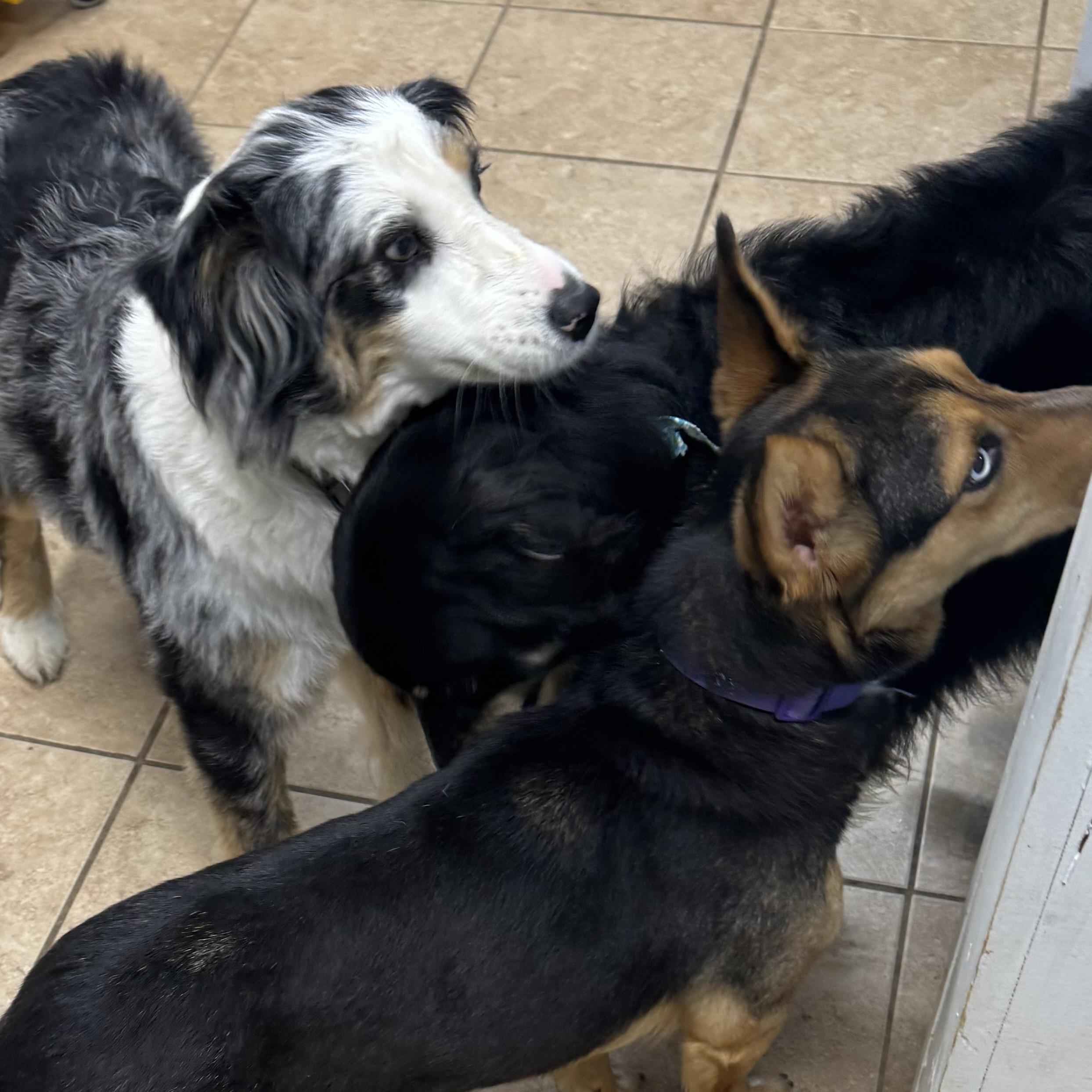 Enlarge Sugar, a ADOPTABLE Australian Shepherd in Louisburg, KS image 6/6