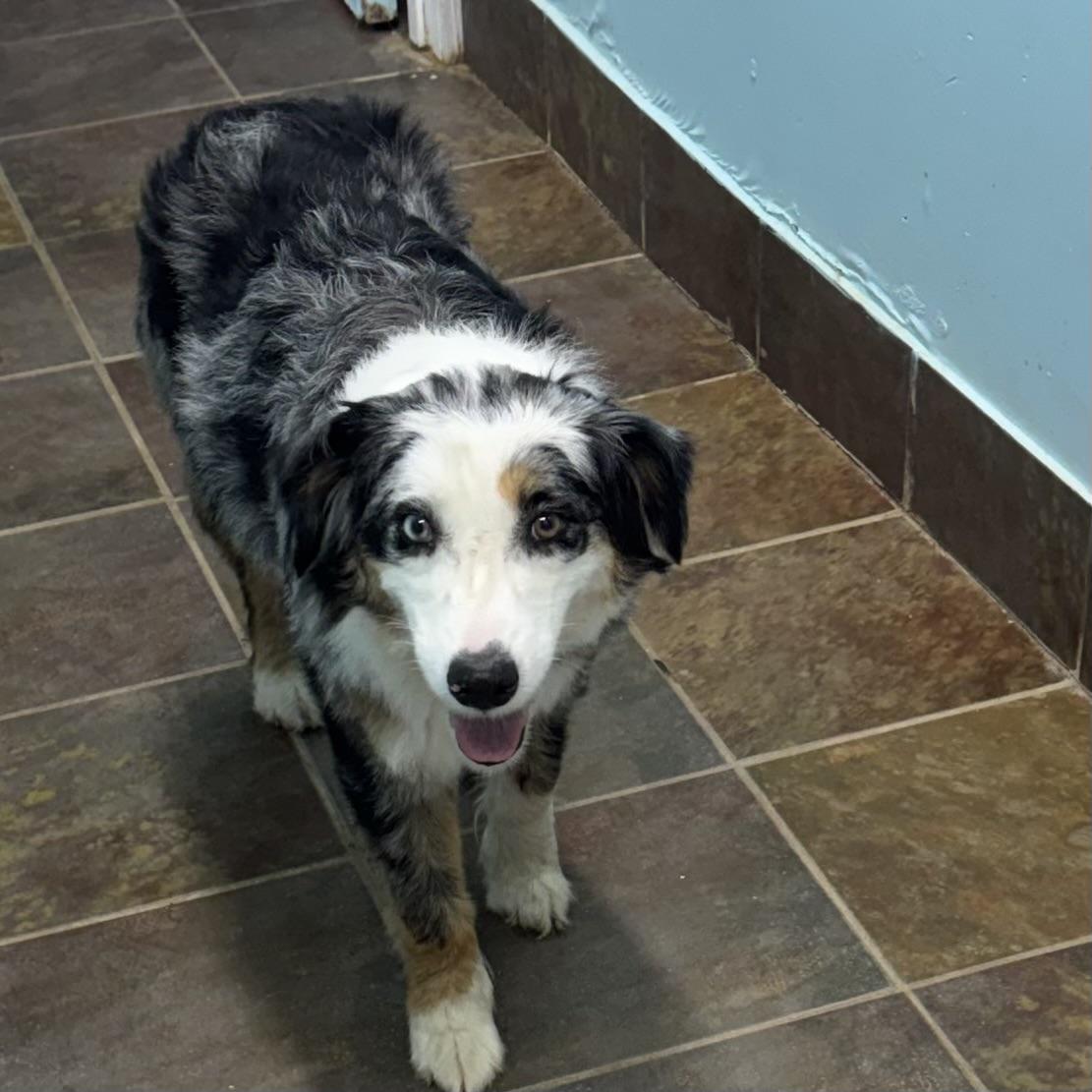 Enlarge Sugar, a ADOPTABLE Australian Shepherd in Louisburg, KS image 4/6