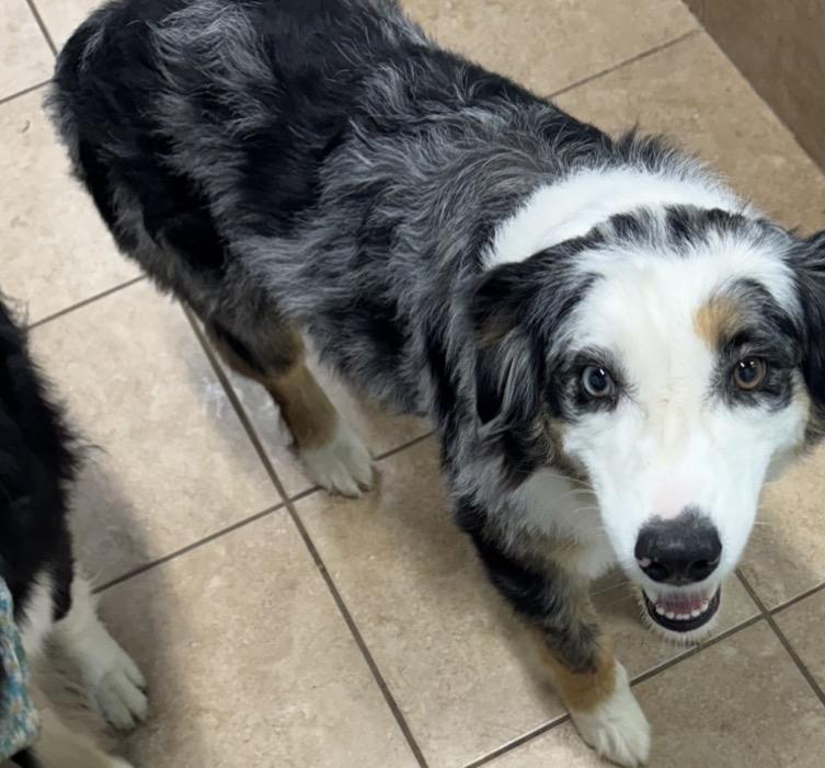 Enlarge Sugar, a ADOPTABLE Australian Shepherd in Louisburg, KS image 3/6