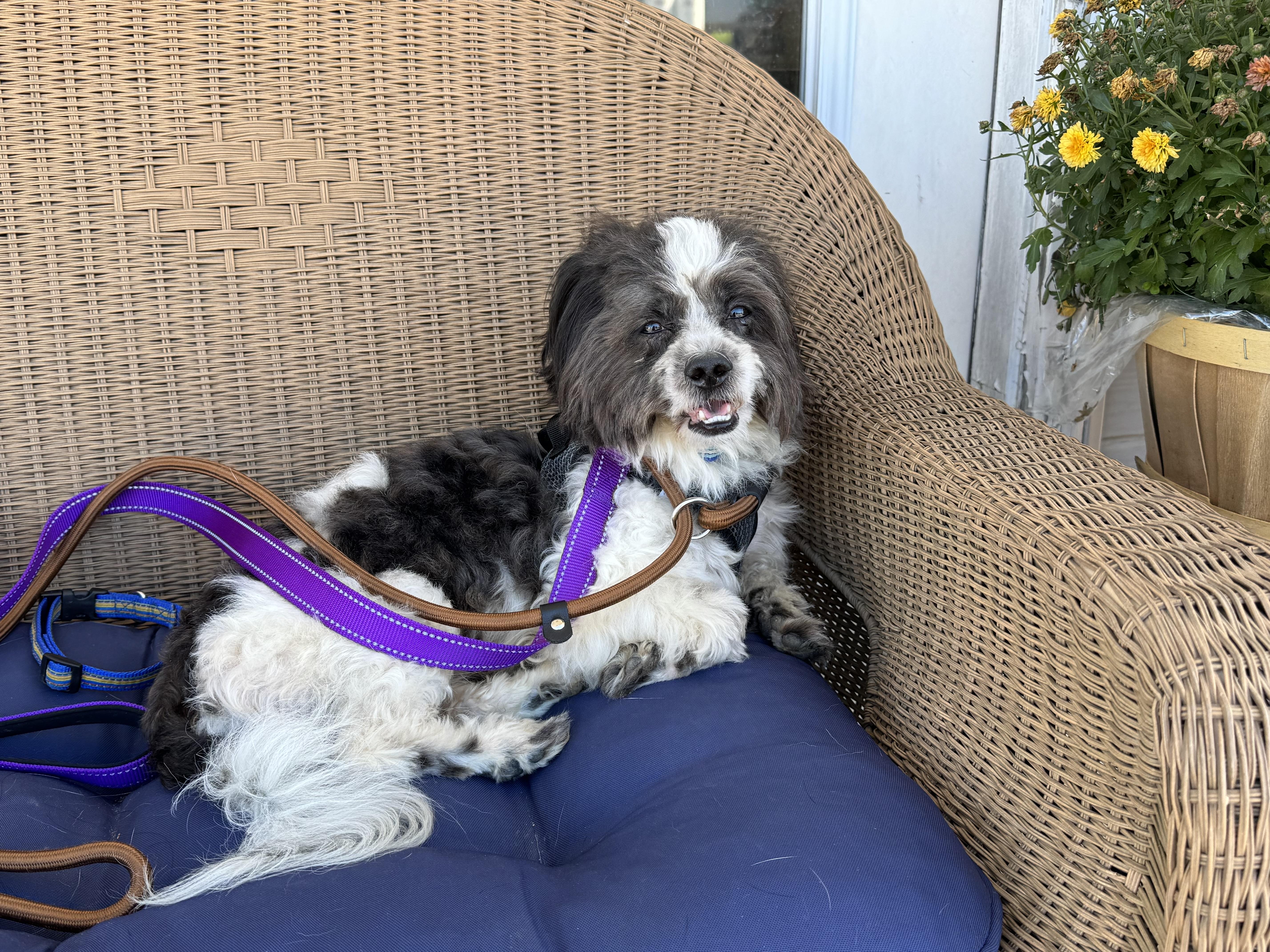 Enlarge Bart, a Adoptable Shih Tzu in Ellicott City, MD image 2/4