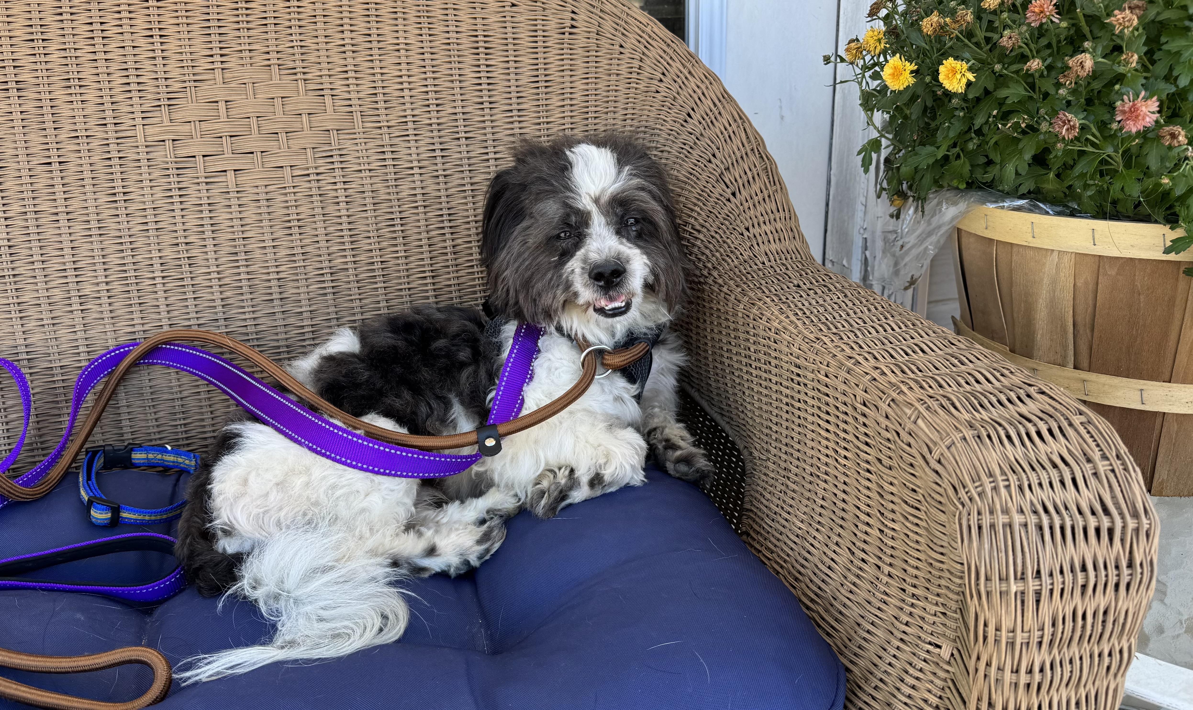 Enlarge Bart, a Adoptable Shih Tzu in Ellicott City, MD image 4/4