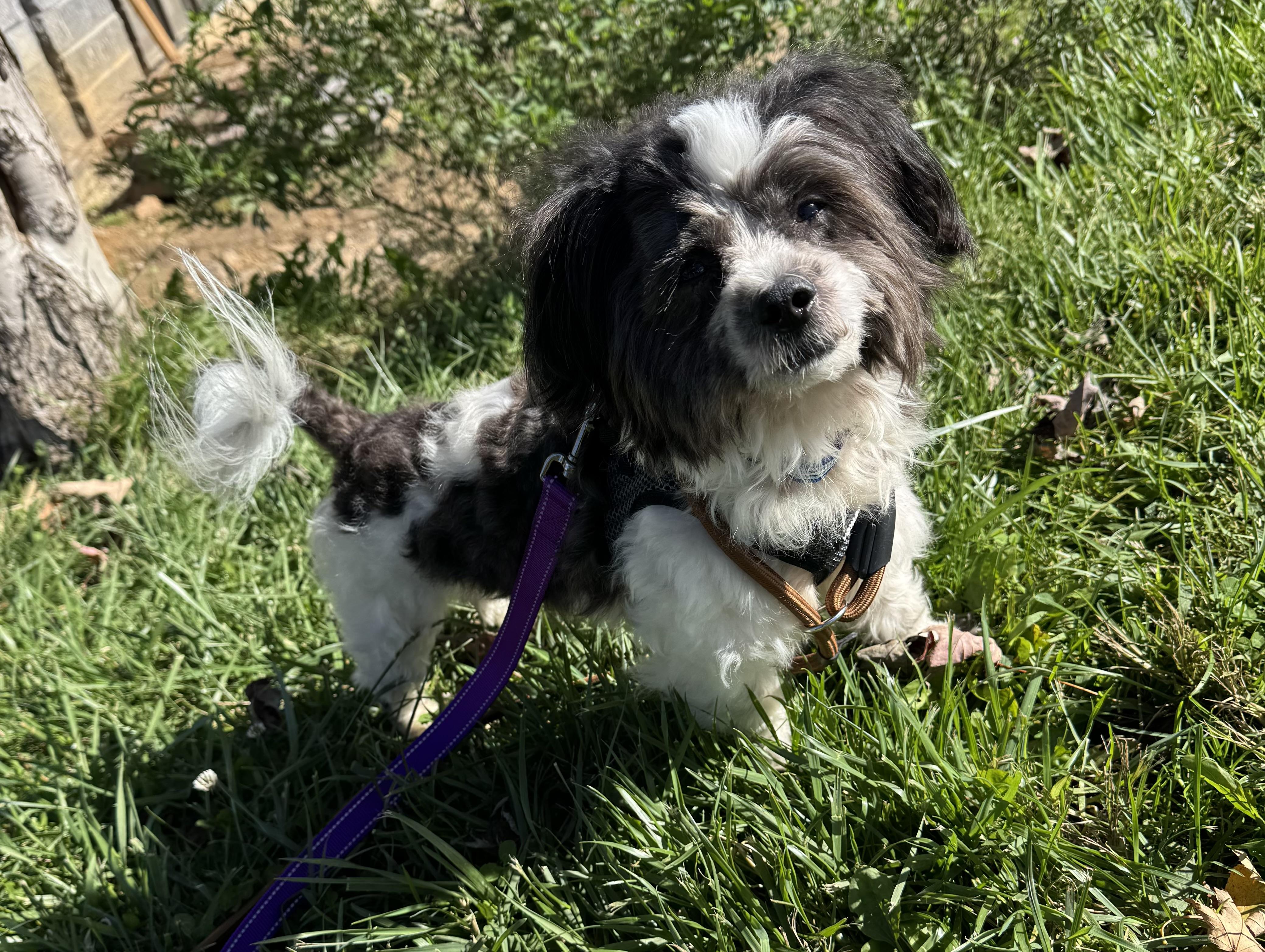 Bart, Adoptable, Adult Male Shih Tzu.