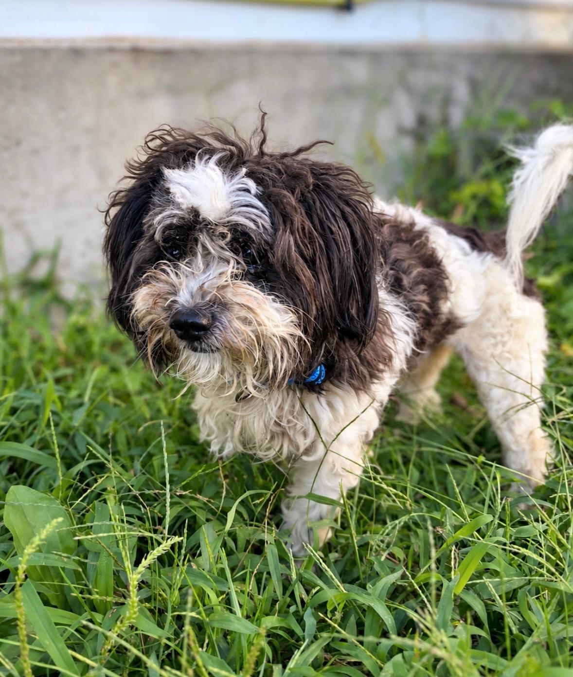 Enlarge Bart, a Adoptable Shih Tzu in Ellicott City, MD image 3/4