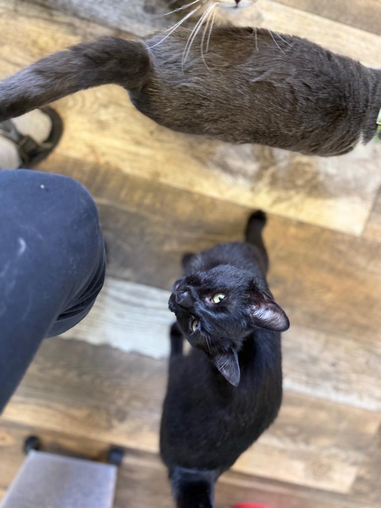 Timmy, Adoptable, Adult Male Domestic Short Hair.