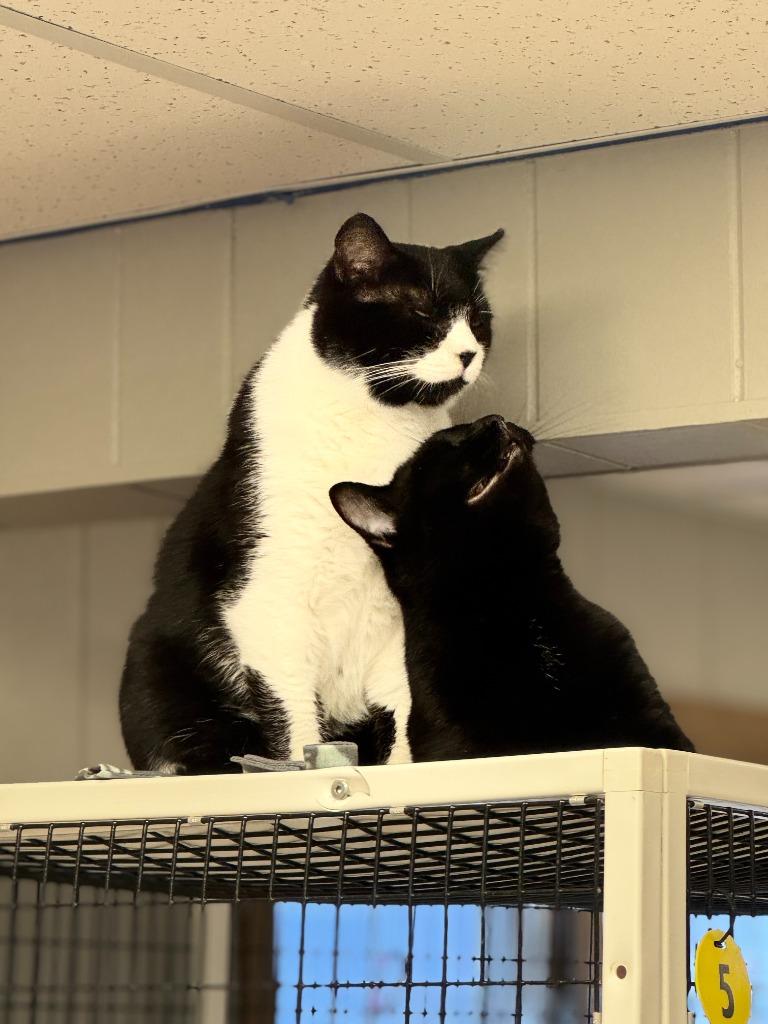 Timmy, Adoptable, Adult Male Domestic Short Hair.