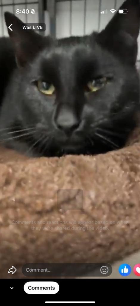 Enlarge Timmy, a Adoptable mixed breed in Algona, IA image 4/6