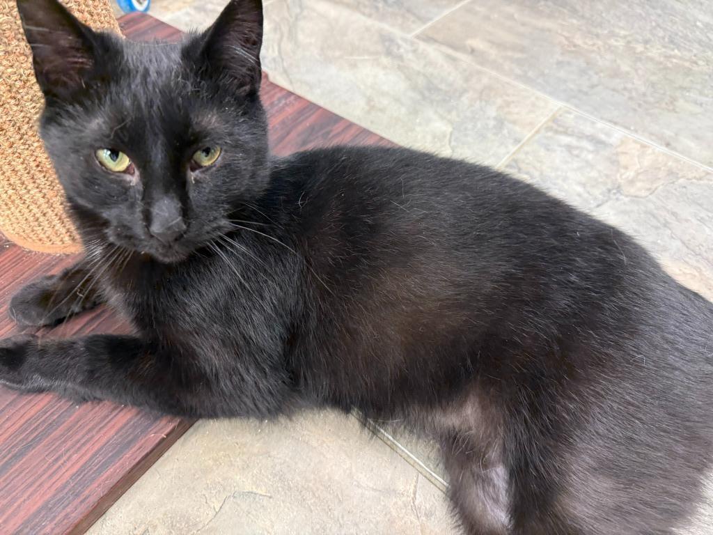 Enlarge Timmy, a Adoptable mixed breed in Algona, IA image 5/6