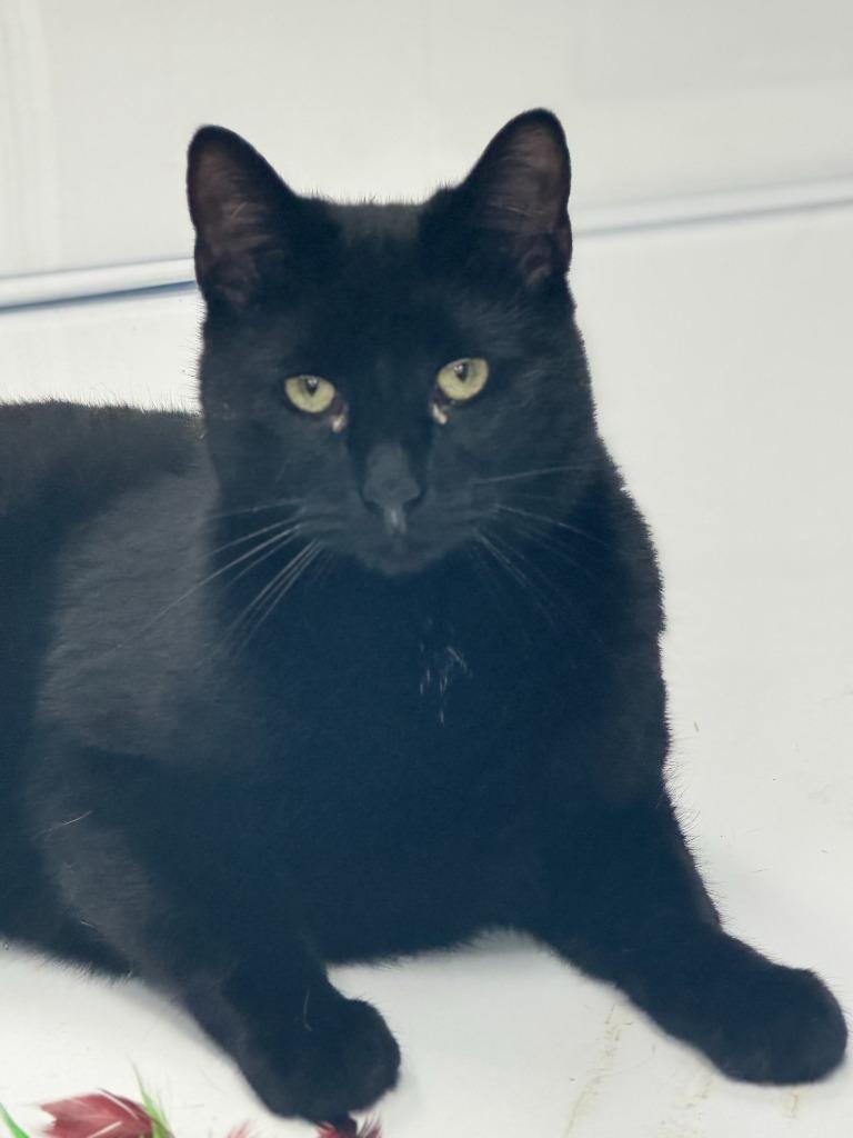 Enlarge Timmy, a Adoptable mixed breed in Algona, IA image 6/6