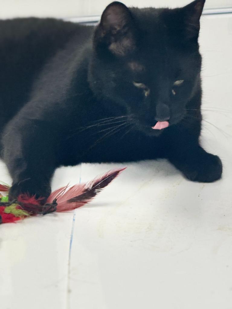 Enlarge Timmy, a Adoptable mixed breed in Algona, IA image 6/6