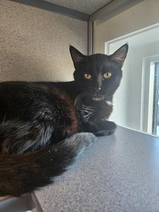 Ghost, Adoptable, Adult Male Domestic Short Hair & Domestic Short Hair.