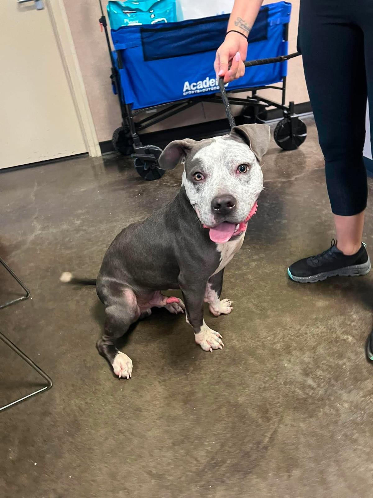Shadow, Adoptable, Adult Male American Bulldog.