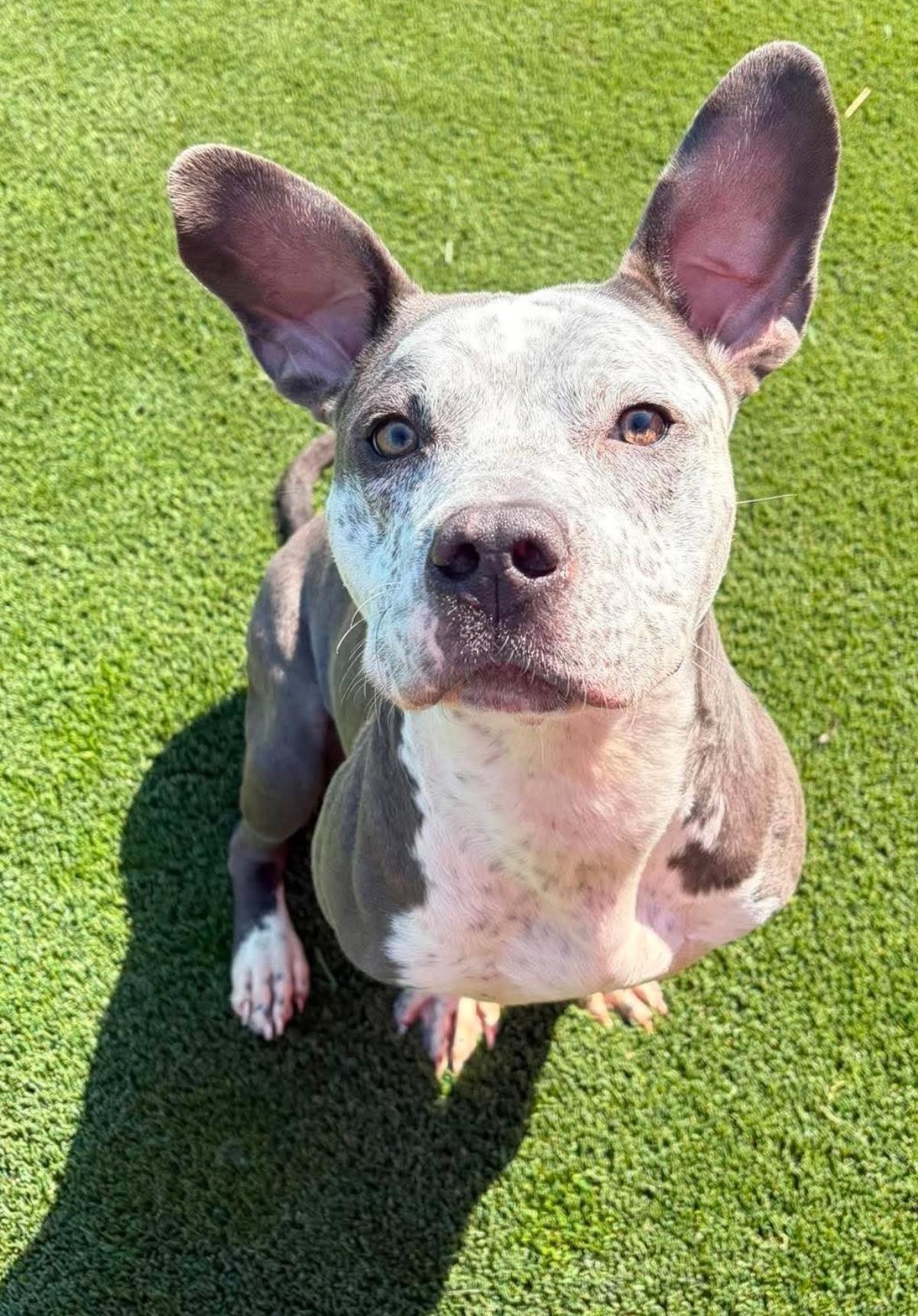 Enlarge Shadow, a Adoptable American Bulldog in Rockwall, TX image 2/3