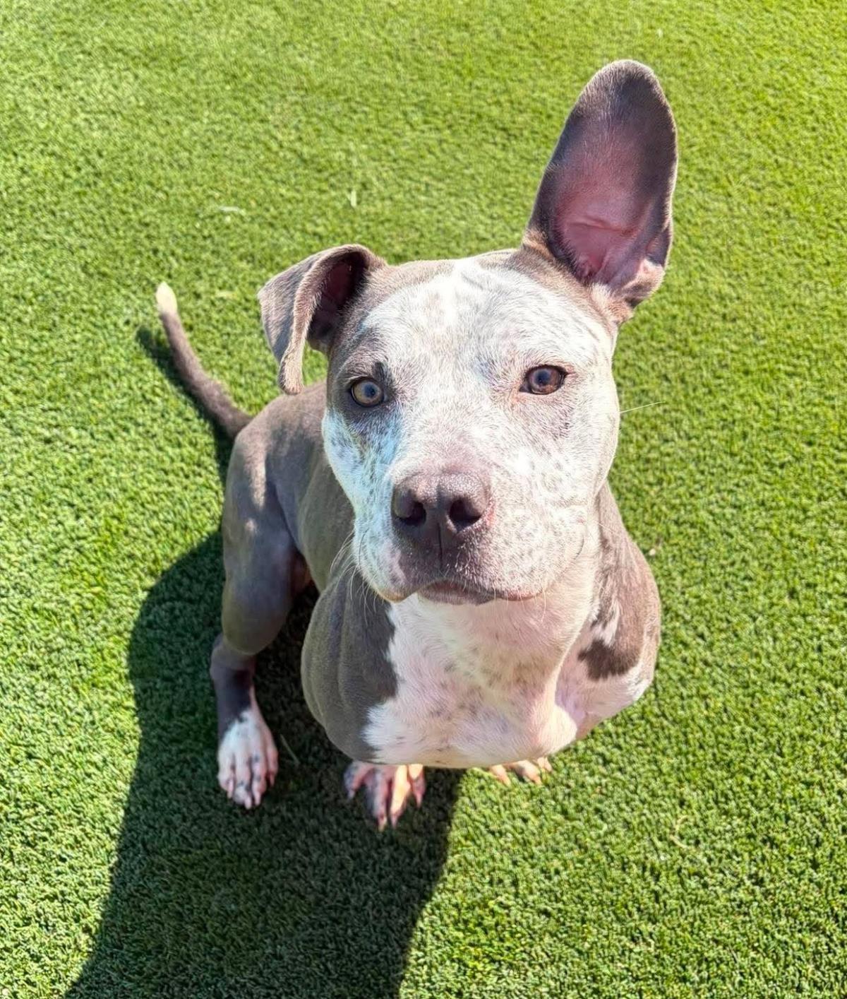 Enlarge Shadow, a Adoptable American Bulldog in Rockwall, TX image 3/3