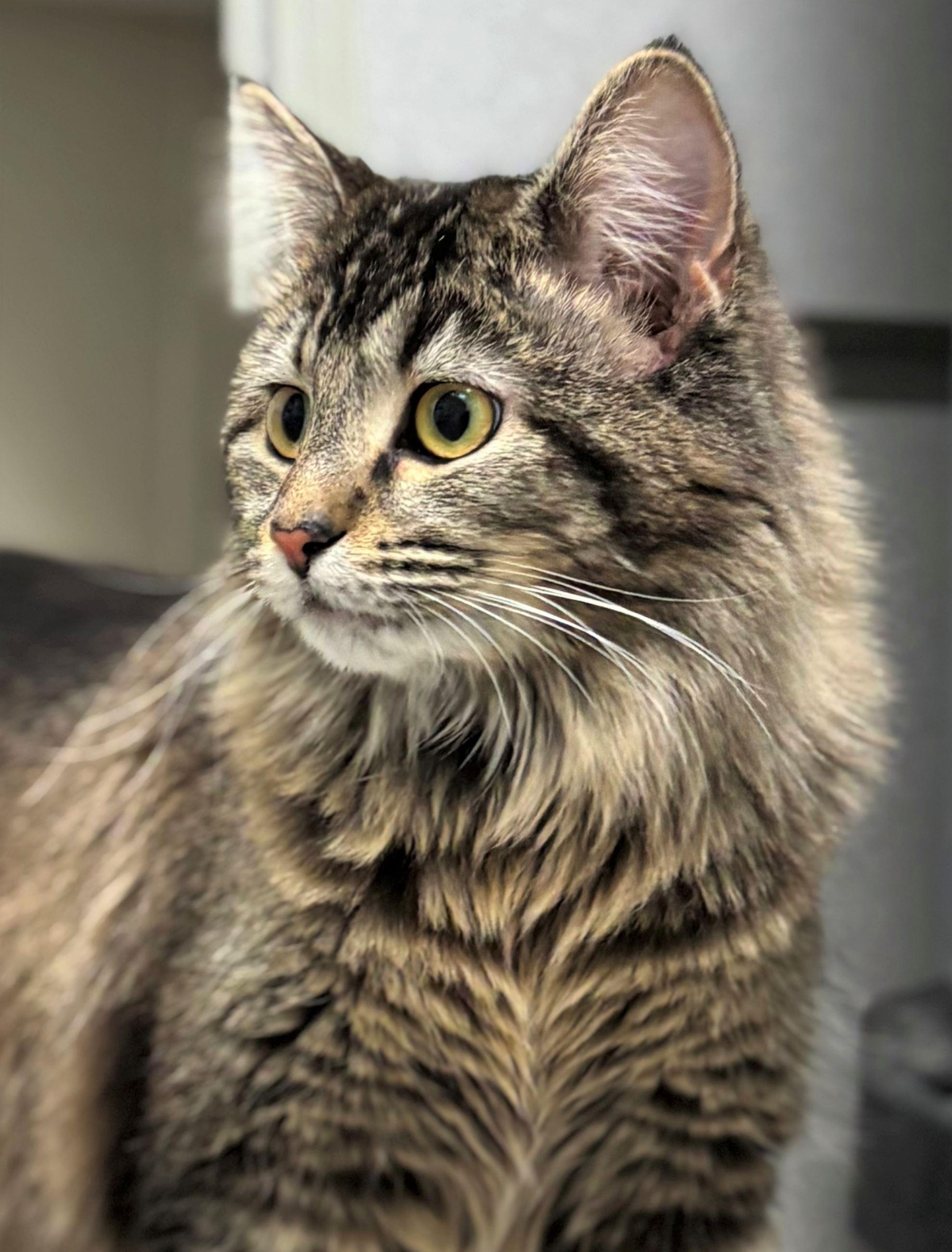 Enlarge Moonwalker, an adopted Domestic Long Hair in Iowa City, IA image 2/2