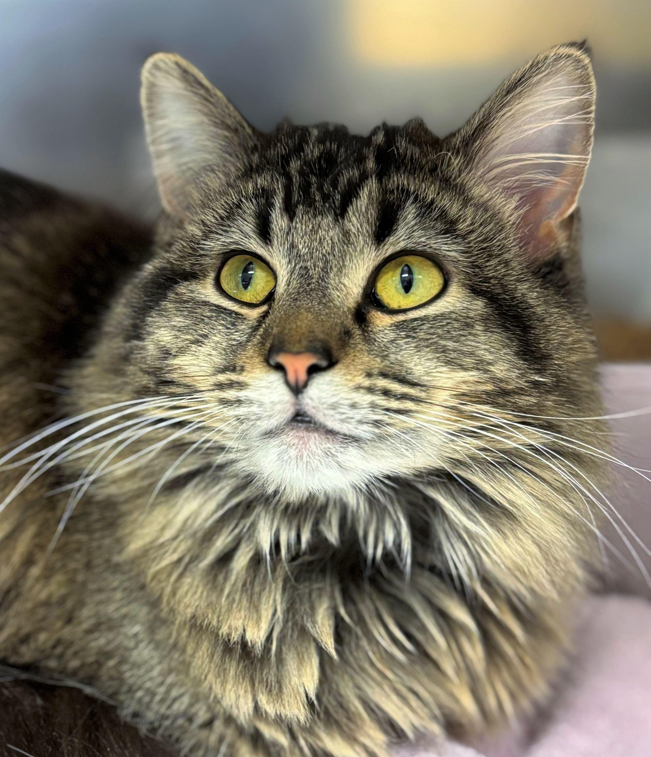 Enlarge Moonwalker, an adopted Domestic Long Hair in Iowa City, IA image 1/2