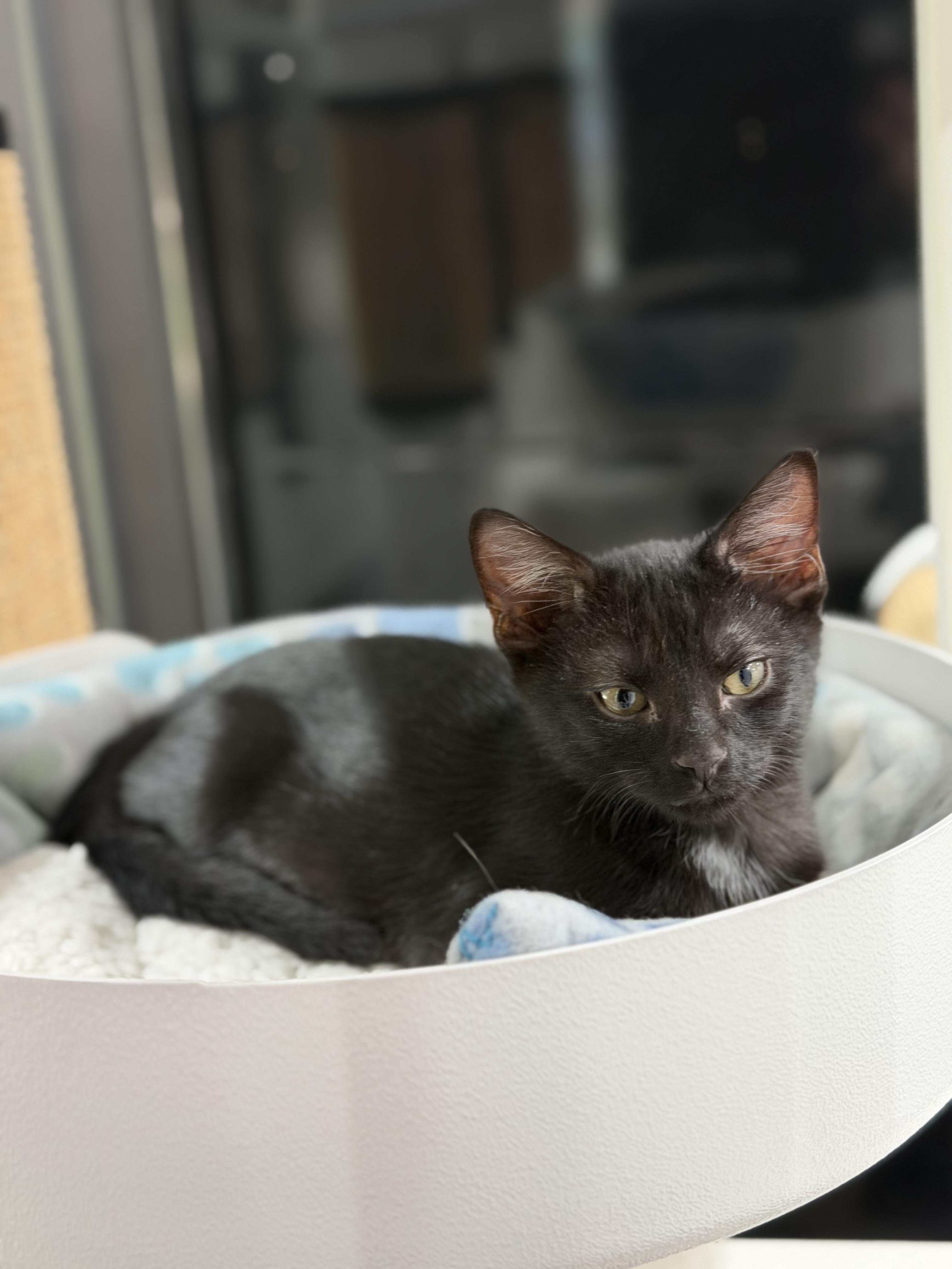 Colby, adopted, Young Male Domestic Short Hair.
