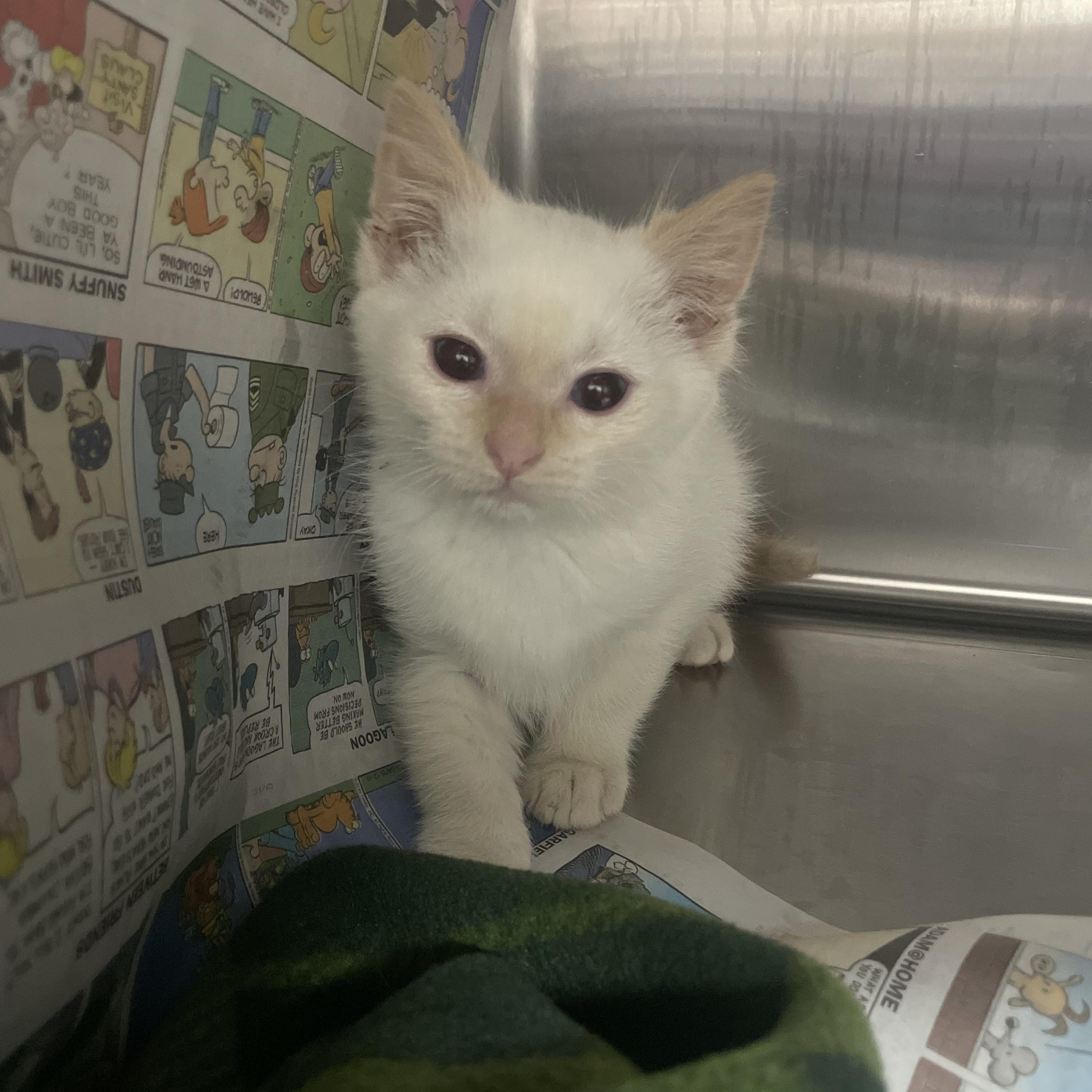 Mickie, adopted, Kitten Male Domestic Short Hair.